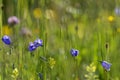 Harebell (Campanula rotundifolia) Royalty Free Stock Photo