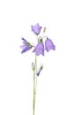 Harebell Campanula rotundifolia