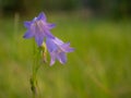 Am. Harebell, Campanula Rotundifolia. Royalty Free Stock Photo