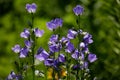 Harebell Campanula rotundifolia