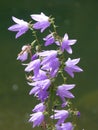 Harebell Royalty Free Stock Photo