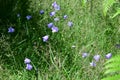 Harebell - Campanula rotundifolia, Suffolk, England, UK Royalty Free Stock Photo