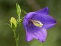 Harebell flower Royalty Free Stock Photo