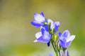 harebell flower