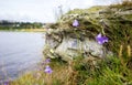 Harebell flower on rock Royalty Free Stock Photo