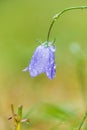 Harebell in morning dew