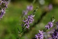 Harebell plant (Asyneuma canescens)