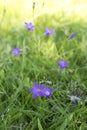 Harebell Royalty Free Stock Photo