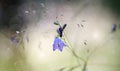 Harebell wildflowers