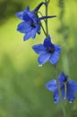 Harebell wildflowers campanula