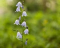 Harebell wildflowers Campanula rotundifolia on the meadow