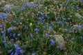 Harebell Wildflowers Dot an Alpine Meadow in Rocky Mountain National Park