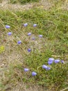 Harebells, Campanula rotundifolia mearacan gorm, wild flowers on summer meadow at the coast of Ireland Royalty Free Stock Photo