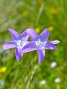 Harebells (Campanula) wild flowers Royalty Free Stock Photo