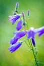 Harebells (Campanula) wild flowers Royalty Free Stock Photo