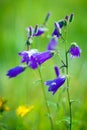 Harebells (Campanula) wild flowers Royalty Free Stock Photo