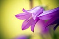 Harebells (Campanula) wild flowers Royalty Free Stock Photo