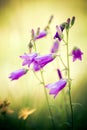 Harebells (Campanula) wild flowers Royalty Free Stock Photo