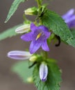 Harebells Campanula wild flowers on summer meadow Royalty Free Stock Photo