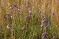 Harebells  59209 Royalty Free Stock Photo