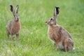 Hares in a clearing