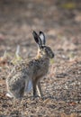 Hare disambiguation, Royalty Free Stock Photo