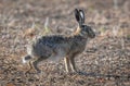 Hare disambiguation, Royalty Free Stock Photo