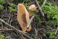 The Hares Ear Otidea onotica is an edible mushroom Royalty Free Stock Photo