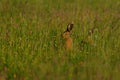 Hares in the Grassland