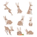 Hares and Jackrabbits as Swift Animal with Long Ears and Grayish Brown Coat Vector Set