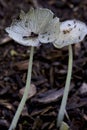 Haresfoot Inkcap Mushroom 806221