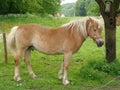 Harflinger Horses