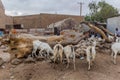 HARGEISA, SOMALILAND - APRIL 15, 2019: Goats in Hargeisa, capital of Somalila