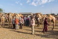 HARGEISA, SOMALILAND - APRIL 15, 2019: View of the camel market in Hargeisa, capital of Somalila