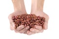 Haricot beans Royalty Free Stock Photo