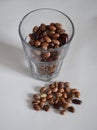 Haricot in a glass jar on white background