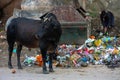 Haridwar, India - August 20, 2009: sacred cow near stinking dump in Haridwar, Uttarakhand, India