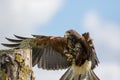 Haris hawk bird of prey landing on falconry display post.
