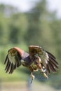 Haris`s hawk Parabuteo unicinctus bird of prey at falconry dis Royalty Free Stock Photo