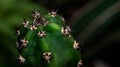 Harissia jusbertii cactus with black spikes.