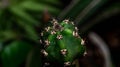 Harissia jusbertii cactus with black spikes.