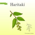 Haritaki Terminalia chebula , or black, or chebulic myrobalan, Ayurveda plant