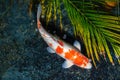 Hariwake Koi Fish - Orange and White Royalty Free Stock Photo