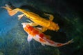 Hariwake and Yellow Koi Fish Royalty Free Stock Photo