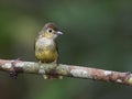 hariy backed bulbul is Small gracile bulbul with brown upperparts, dirty-yellow underparts, and surprised-looking large dark eye