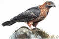 Harlan\'s Hawk - a subspecies of the Red-tailed Hawk found in North America.