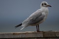 Harlaubs gull sitting alone on a plank Royalty Free Stock Photo