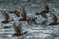 Harlekijneend, Harlequin Duck, Histrionicus histrionicus