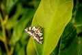 Harlekin butterfly on a big green leaf Royalty Free Stock Photo