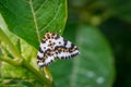 Harlekin butterfly in a green garden Royalty Free Stock Photo